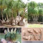 Beaucarnea Recurvata Seeds (Ponytail Palm or Elephant's Foot)