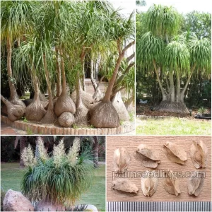 Beaucarnea Recurvata Seeds Ponytail Palm or Elephant’s Foot