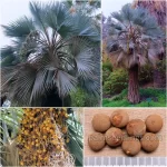 Brahea Armata Seeds (Mexican Blue Palm)