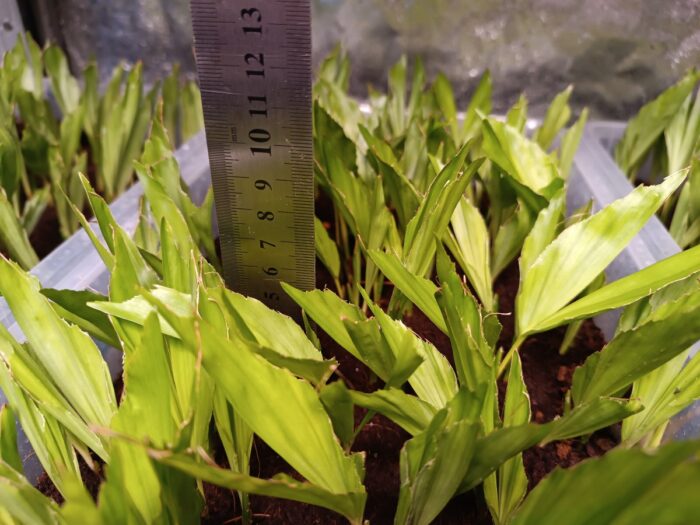 Caryota Mitis Seedlings Fishtail Palm Tree ()