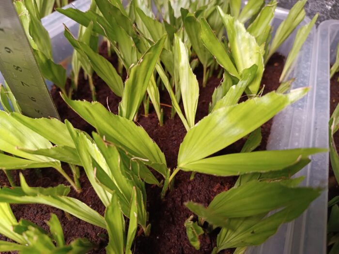 Caryota Mitis Seedlings Fishtail Palm Tree ()