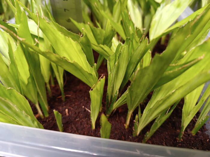 Caryota Mitis Seedlings Fishtail Palm Tree