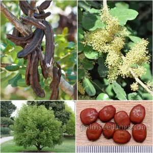 Ceratonia Siliqua Seeds Carob Tree