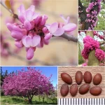 Cercis Siliquastrum Seeds (Judas Tree or Eastern Redbud)