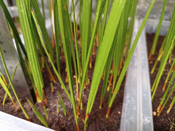 Chamaerops Humilis Cerifera Seedlings Blue Mediterranean Fan Palm Tree ()