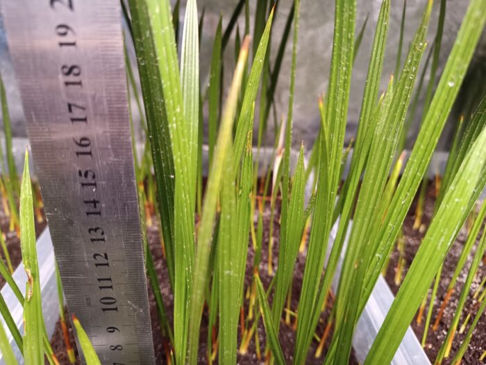 Chamaerops Humilis Cerifera Seedlings Blue Mediterranean Fan Palm Tree