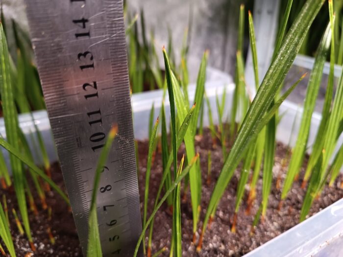 Chamaerops Humilis Seedlings Mediterranean Fan Palm Tree ()