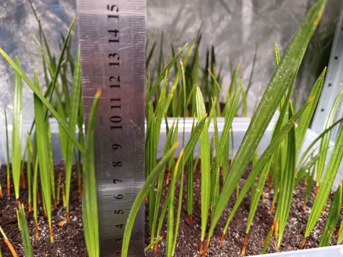 Chamaerops Humilis Seedlings Mediterranean Fan Palm Tree ()