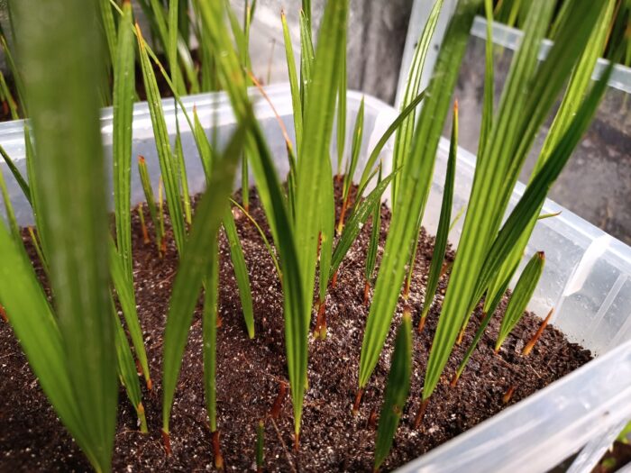 Chamaerops Humilis Seedlings Mediterranean Fan Palm Tree