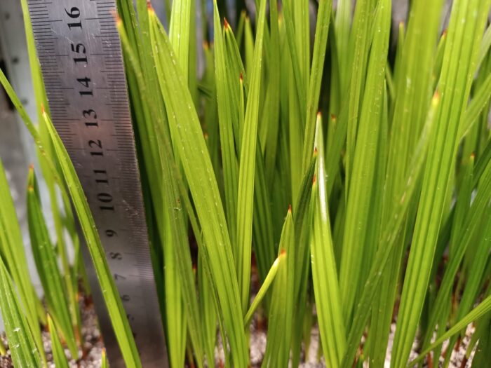 Chamaerops Humilis Vulcano Seedlings Dwarf Fan Palm Tree ()