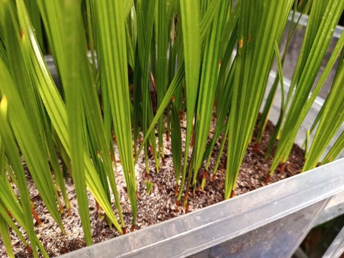 Chamaerops Humilis Vulcano Seedlings Dwarf Fan Palm Tree