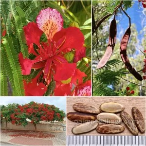 Delonix Regia Seeds Royal Poinciana or Flamboyant Tree