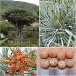 Dracaena Draco Seeds (Dragon Tree)