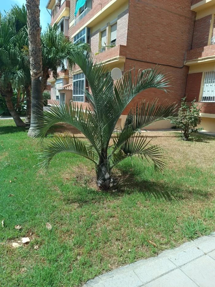 Dypsis Decaryi