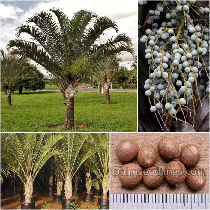 Dypsis Decaryi Seeds Chrysalidocarpus Triangle Palm