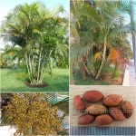 Dypsis Lutescens Seeds (Areca Palm or Butterfly Palm)