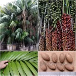 Howea Forsteriana Seeds (Kentia Palm)