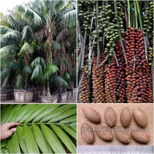 Howea Forsteriana Seeds Kentia Palm