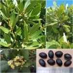 Laurus Nobilis Seeds  (Bay Laurel or Sweet Bay)