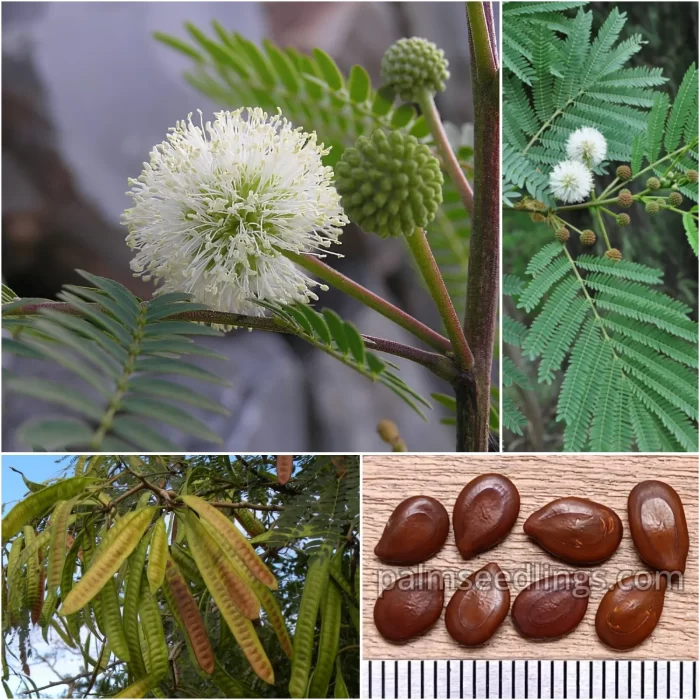 Leucaena Leucocephala Seeds White Leadtree