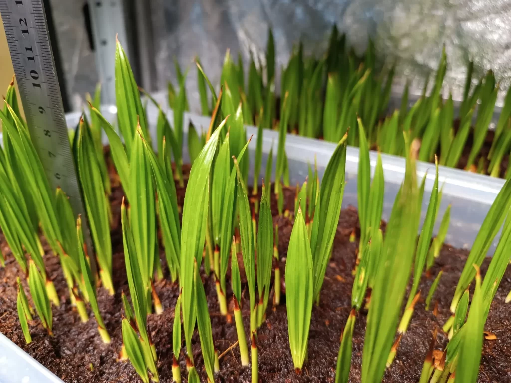 Livistona Chinensis Seedlings