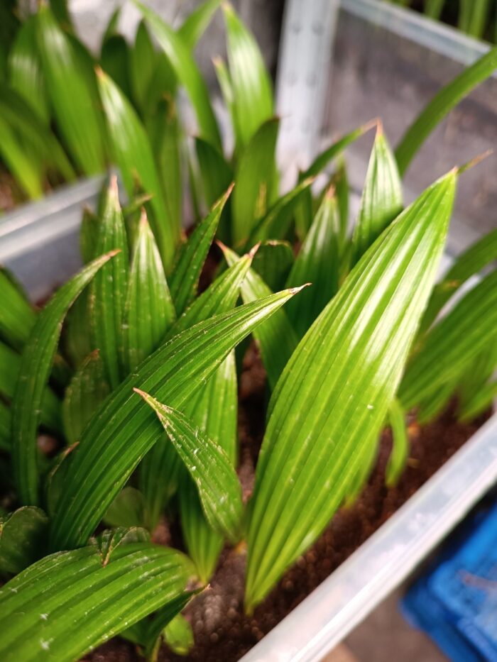 Livistona Chinensis Seedlings Chinese Fan Palm Tree ()