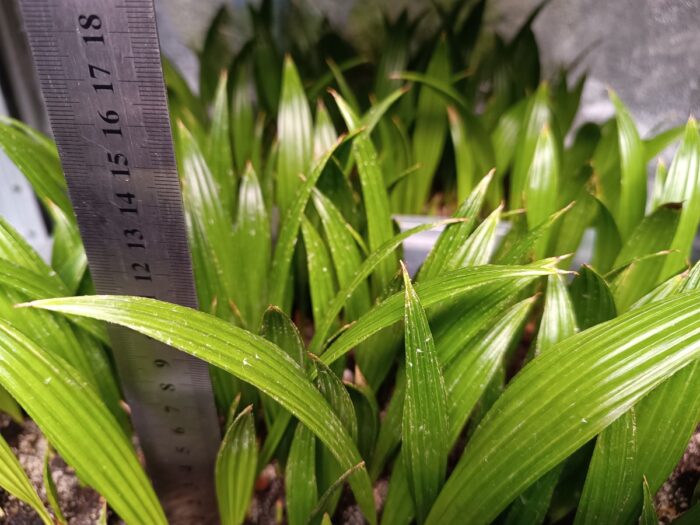 Livistona Chinensis Seedlings Chinese Fan Palm Tree