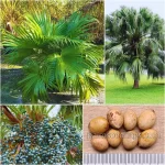 Livistona Chinensis Seeds (Chinese Fan Palm)