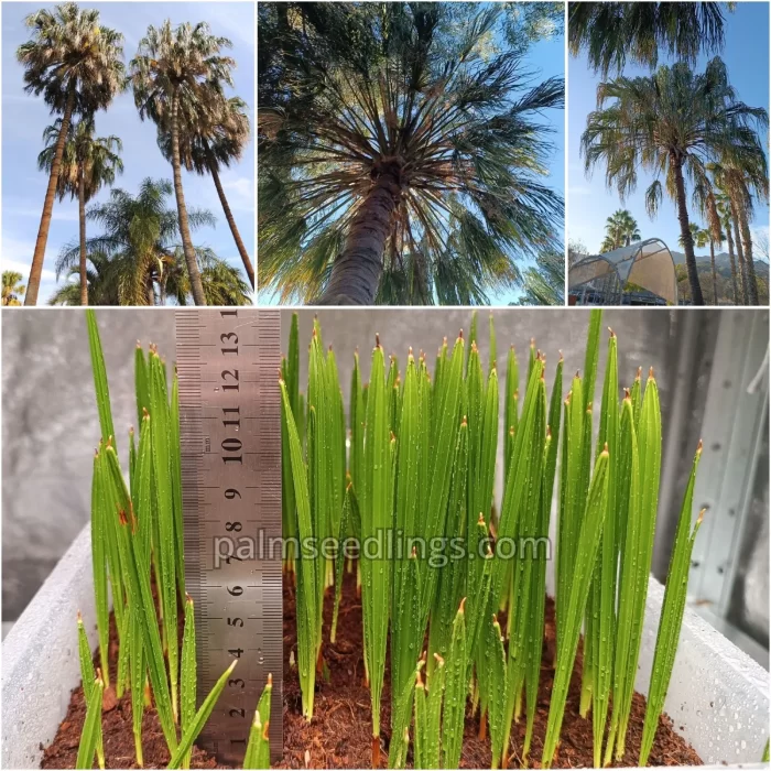 Livistona Decora Seedlings Weeping Cabbage Palm