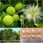 Maclura Pomifera Seeds (Osage Orange or Hedge Apple)