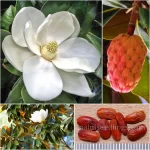 Magnolia Grandiflora Seeds (Southern Magnolia or Bull Bay)