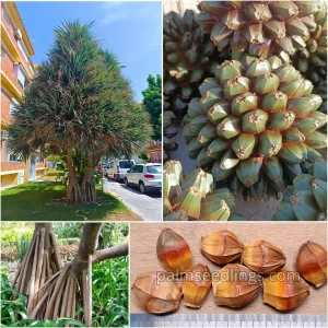 Pandanus Utilis Seeds Screw Pine or Pandan Tree