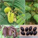 Paraserianthes Lophantha Seeds (Silk Tree or Albizia lophantha)