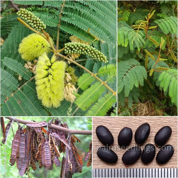 Paraserianthes Lophantha Seeds Silk Tree or Albizia lophantha