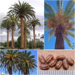 Phoenix Canariensis Seeds (Canary Island Date Palm)