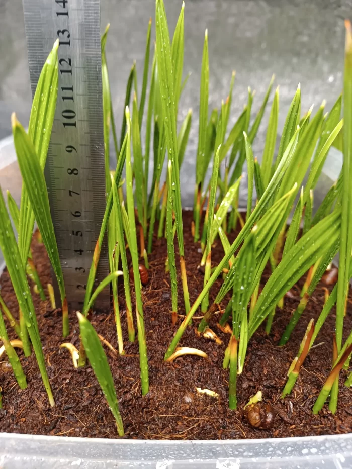 Phoenix Dactylifera Seedlings Date Palm