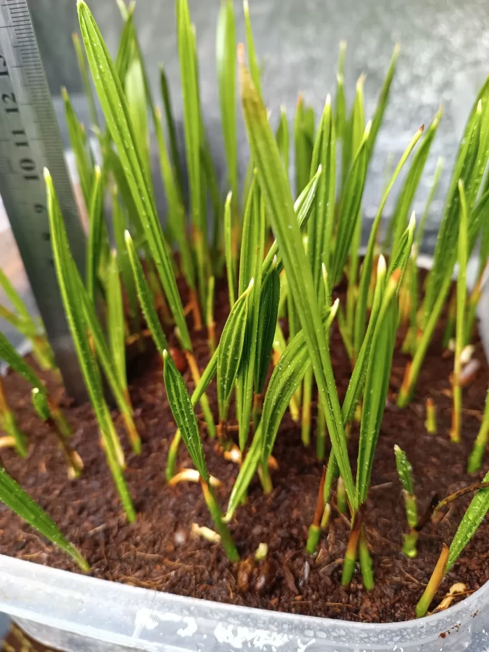 Phoenix Dactylifera Seedlings Date Palm ()