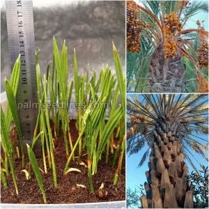 Phoenix Dactylifera Seedlings Date Palm