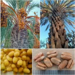 Phoenix Dactylifera Seeds (Date Palm)