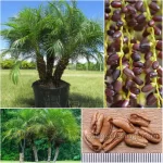 Phoenix Roebelenii Seeds (Pygmy Date Palm)