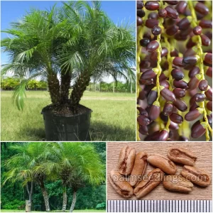 Phoenix Roebelenii Seeds Pygmy Date Palm