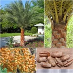 Phoenix Sylvestris Seeds (Silver Date Palm)