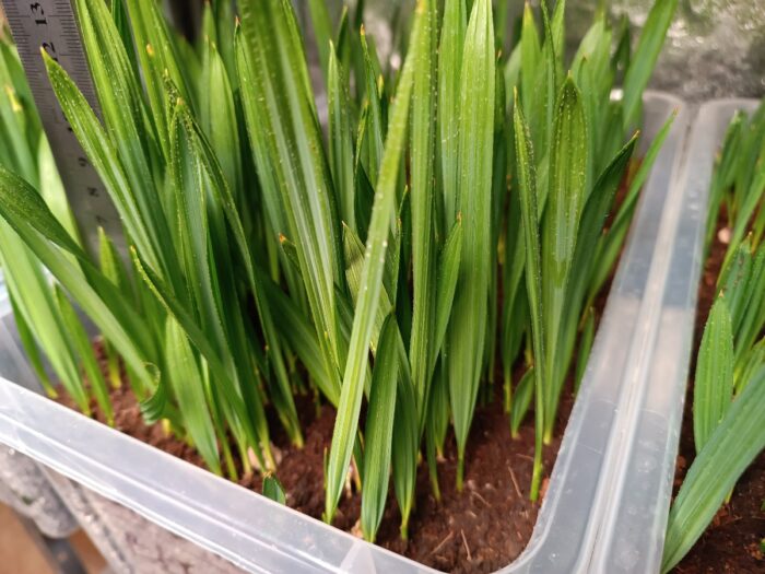 Sabal Bermudana Seedlings Bermuda Palmetto Palm Tree ()