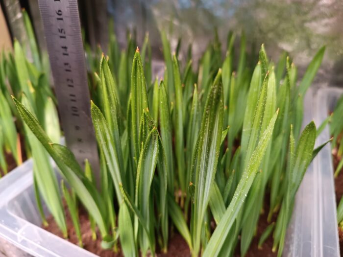 Sabal Bermudana Seedlings Bermuda Palmetto Palm Tree