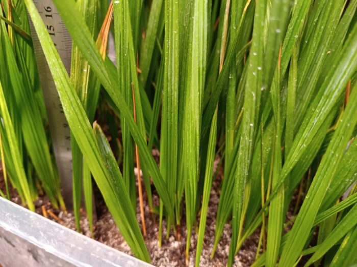 Sabal Causiarum Seedlings Puerto Rico Hat Palm Tree ()