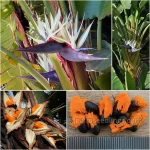 Strelitzia Nicolai Seeds (Giant White Bird of Paradise)