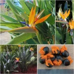 Strelitzia Reginae Seeds (Orange Bird of Paradise)