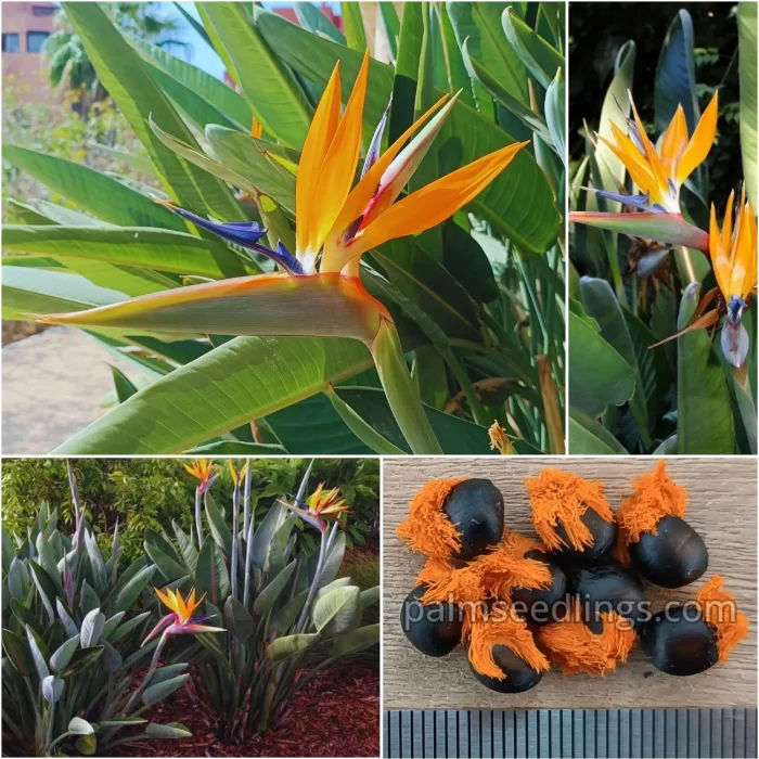 Strelitzia Reginae Seeds Orange Bird of Paradise