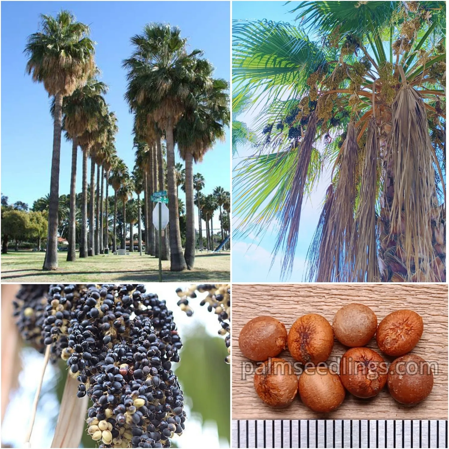 Washingtonia Robusta Seeds – Fast-Growing Mexican Fan Palm