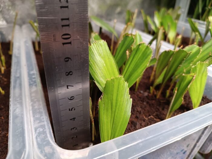 Arenga Engleri Seedlings Taiwan Dwarf Sugar Palm